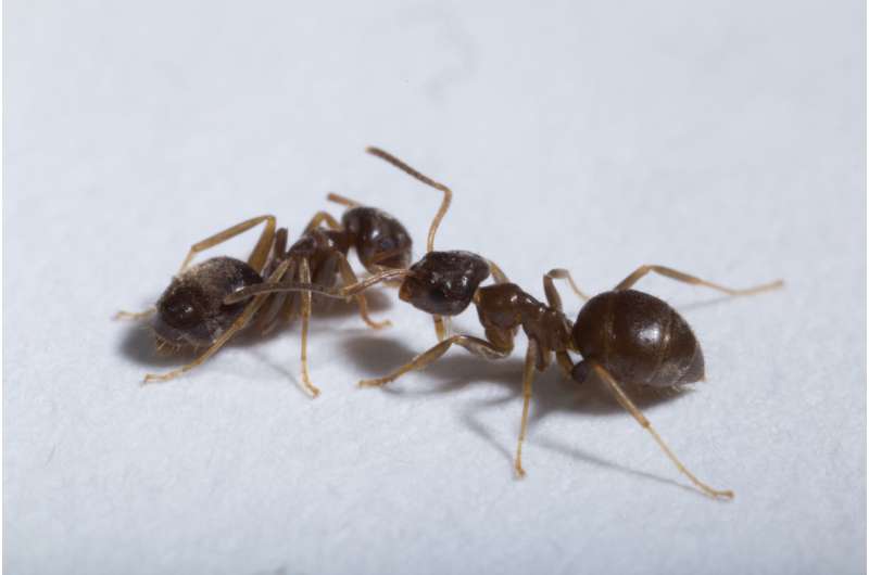 Helping in spite of risk: Ants perform risk-averse sanitary care of infectious nest mates