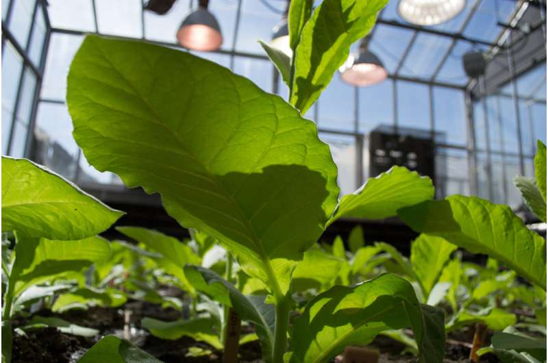 Helping plants remove natural toxins could boost crop yields by 47 percent