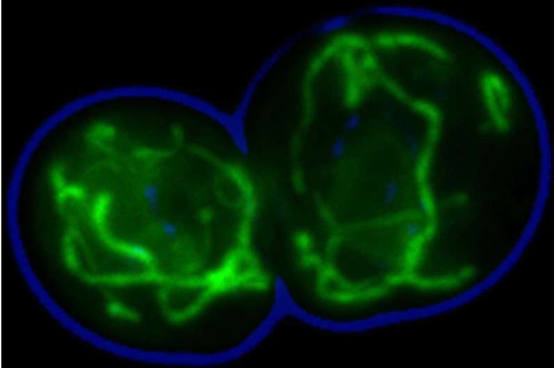 Helping to transport proteins inside the cell