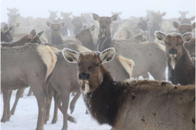 Hidden costs of disease to greater Yellowstone elk