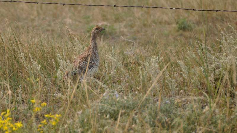 Higher temperatures likely to affect sharp-tailed grouse, study finds