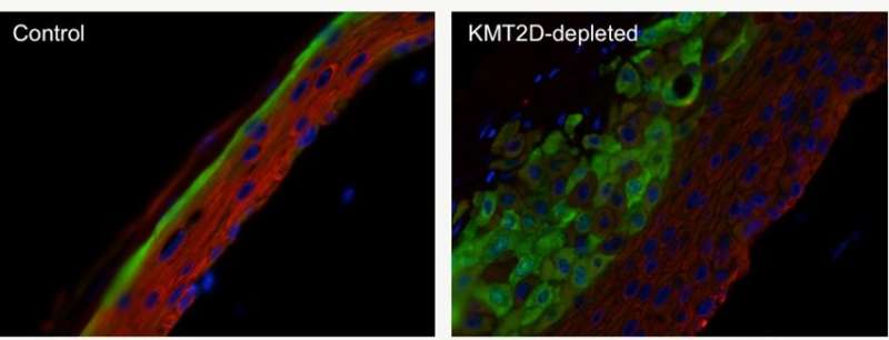 Highly mutated protein in skin cancer plays central role in skin cell renewal