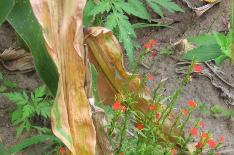 High-protein corn also resistant to parasitic weed