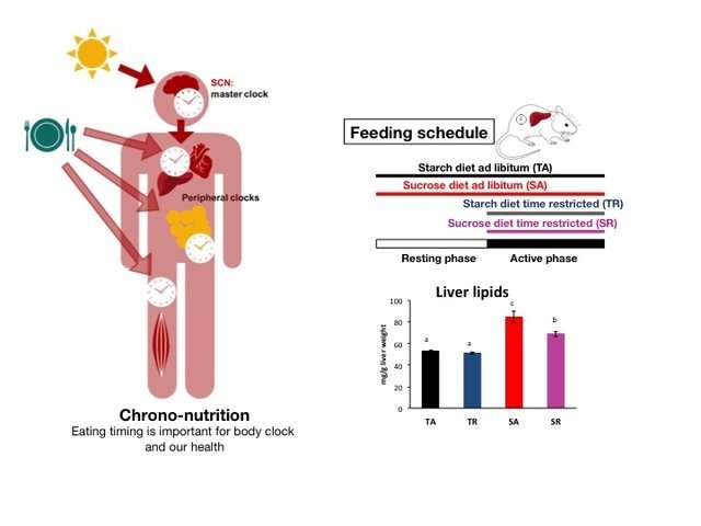 High-sugar feeding only at active times of day reduces adverse effects in rats