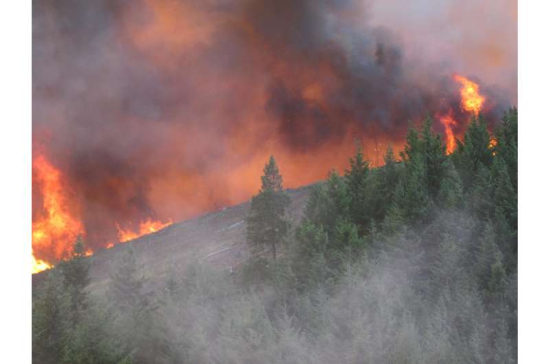 High wildfire severity risk seen in young plantation forests