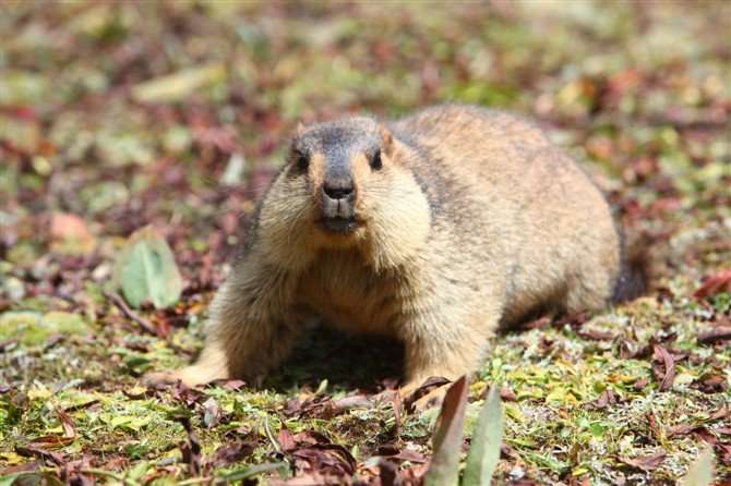 Himalayan marmot genome offers clues to life at extremely high altitudes