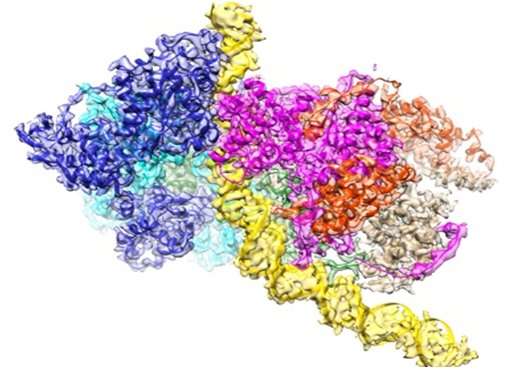 Hi-res image of Structure of the origin recognition complex bound to DNA revealed
