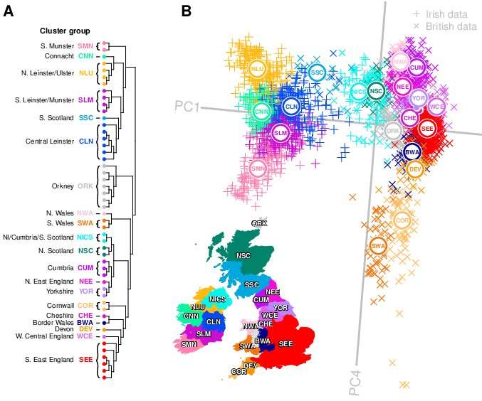 Historical migrations left genetic footprints on the Irish genome