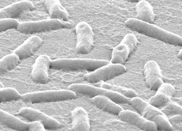 Hit 'em where they eat: Stealth drug fights resistant bacteria