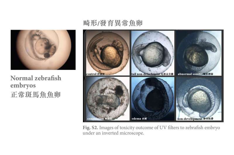HKBU study: Sunscreen chemicals harm fish embryos and could pose risk to humans