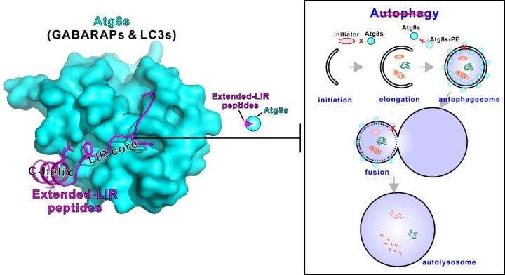HKUST scientists discover autophagy inhibitory peptides from giant ankyrins