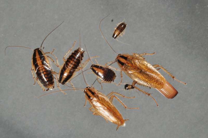 Home cleanliness, residents' tolerance predict where cockroaches take up residence