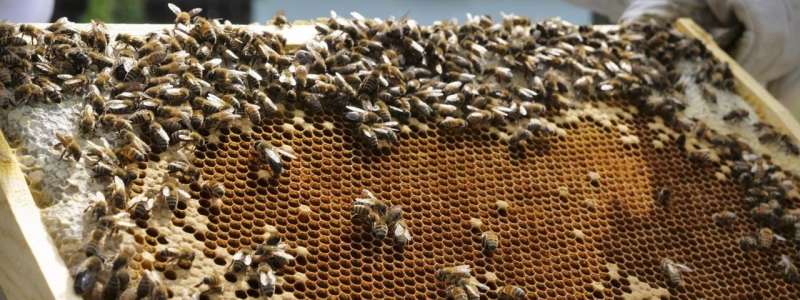 Honeybee hive-mates influenced to fan wings to keep hive cool
