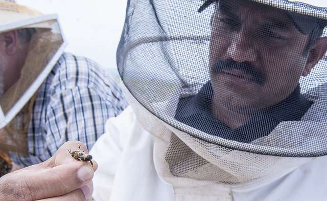 Honeybees prioritize well-fed larvae for emergency queen-rearing, study finds