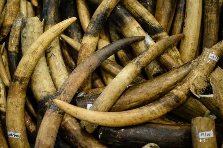 Hong Kong last year seized more than seven tonnes of tusks worth over $9 million