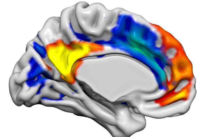 Hormone alters male brain networks to enhance sexual and emotional function