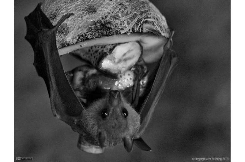How A bat’s brain navigates