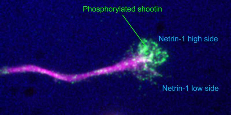 How axons change chemical cues to mechanical force