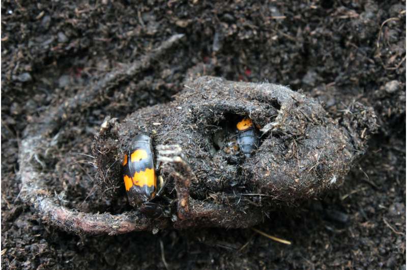 How beetle larvae thrive on carrion