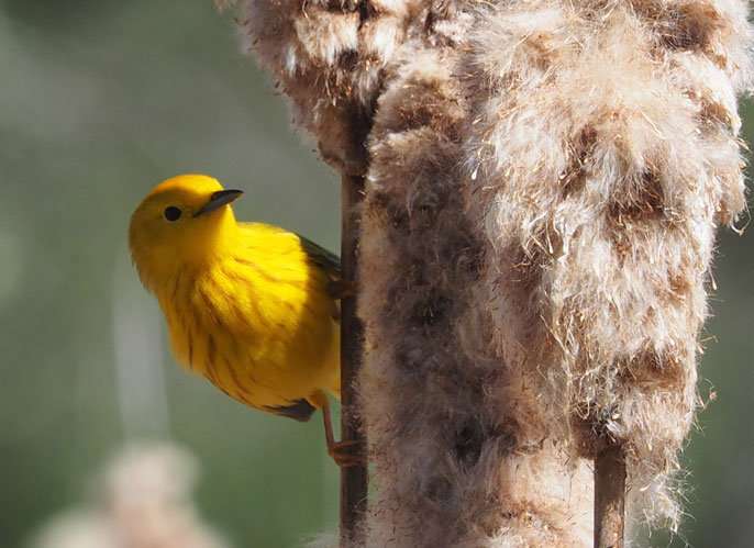 How bird genetics adapt to climate change