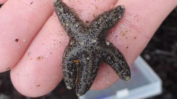 How California's sea stars are evolving past a devastating pandemic