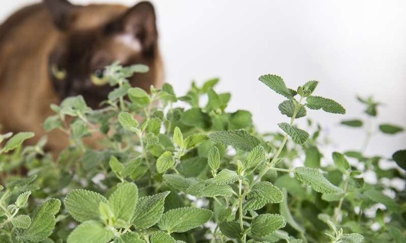 How catnip makes the chemical that causes cats to go crazy