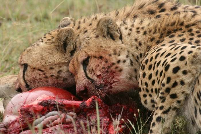 How cheetahs outsmart lions and hyenas