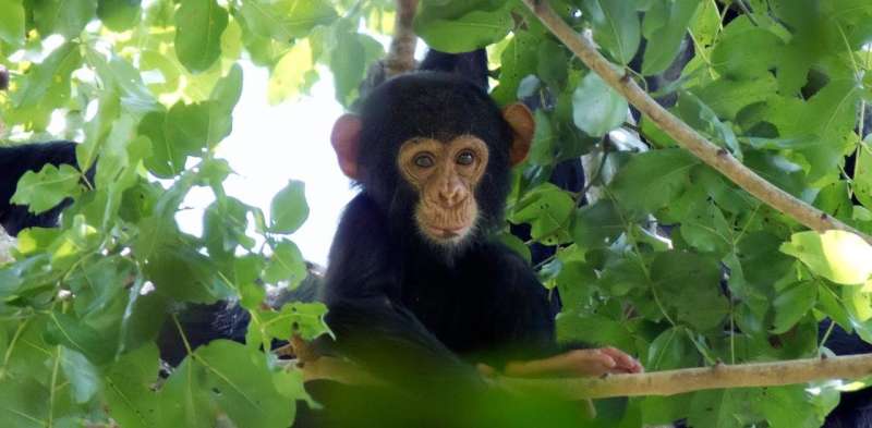 How chimp DNA techniques turned us into jungle detectives