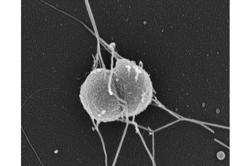 How did gonorrhea become a drug-resistant superbug?