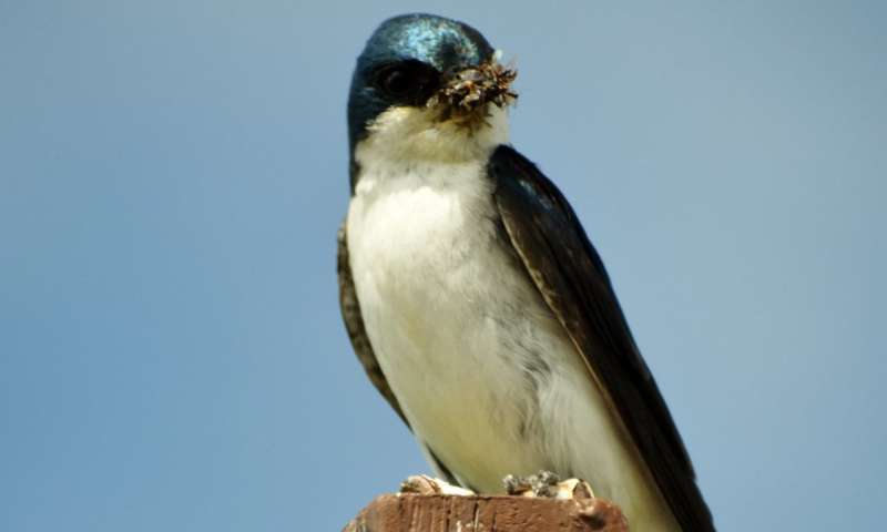How does agriculture affect vulnerable insect-eating birds?