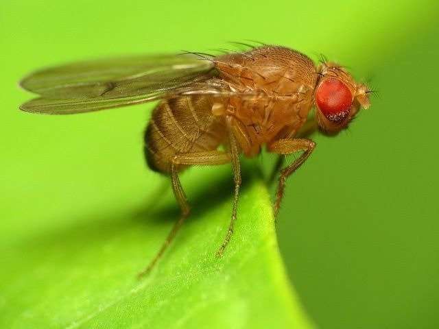 How does dietary restriction extend lifespan in flies?