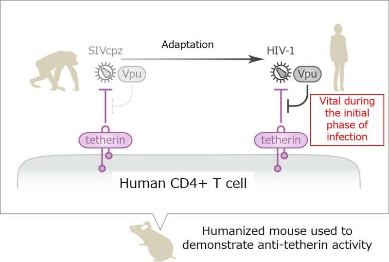 How does HIV escape cellular booby traps?