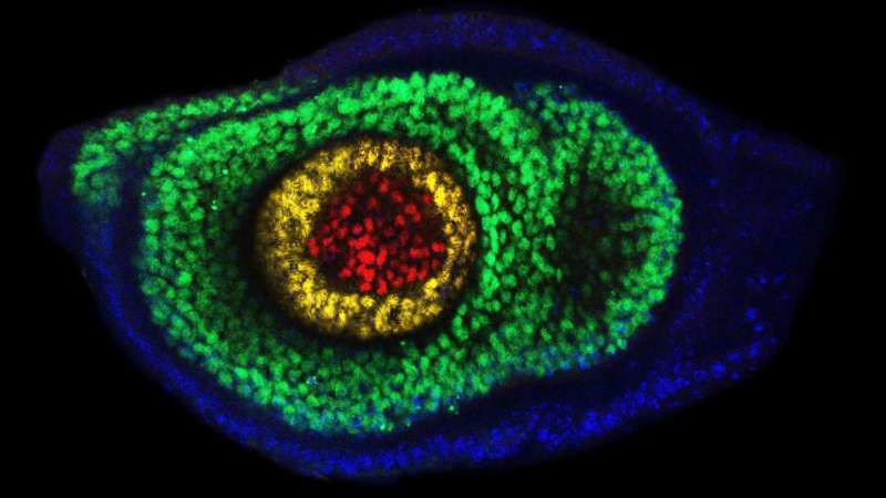 How do fruit flies grow legs? Solving a molecular mystery