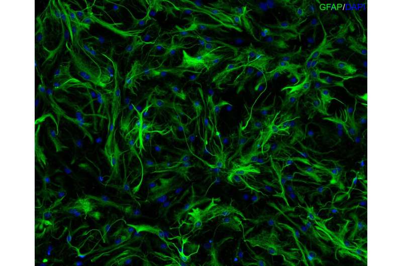 How glial cells develop in the brain from neural precursor cells