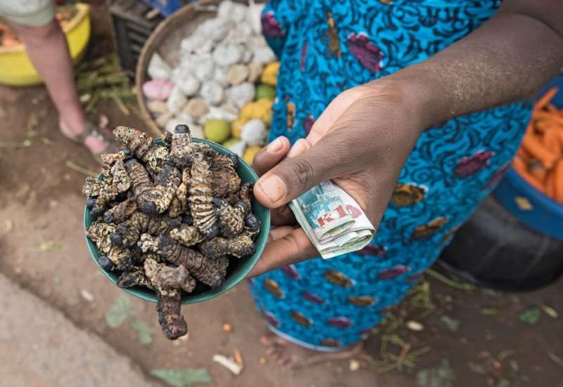How insects can help fight hunger in the world