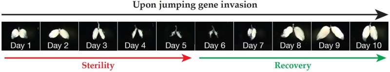 How invading jumping genes are thwarted
