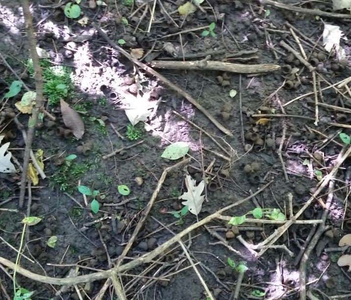 How invasive earthworm feces is altering US soils