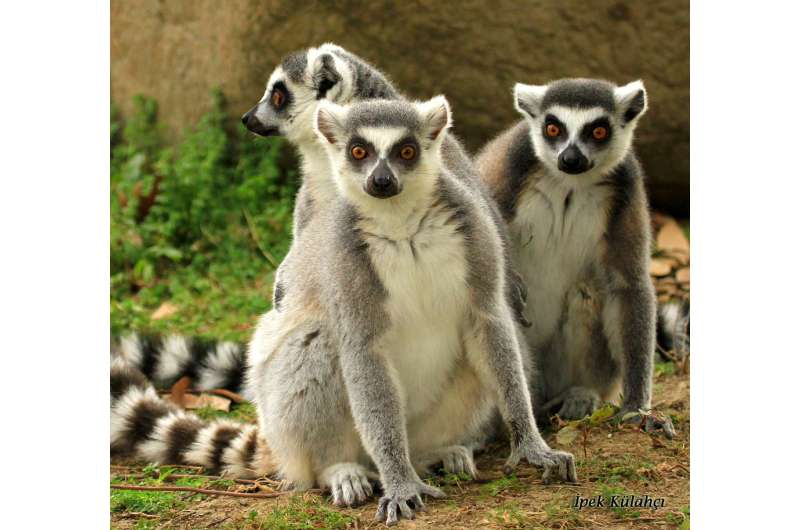 How lemurs win 'friends' and influence other lemurs