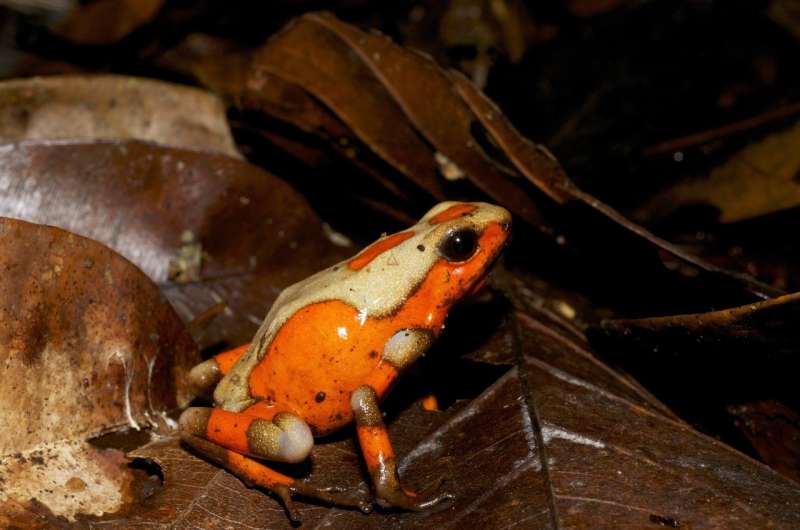 How naming poison frogs helps fight their illegal trade
