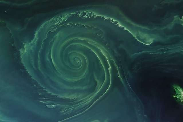 How phytoplankton survive in ocean gyres with low nutrient supplies