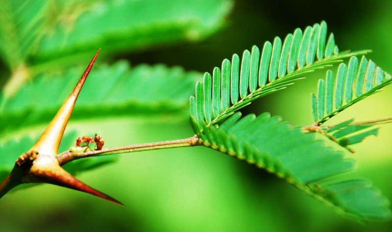 How plants evolved to make ants their servants