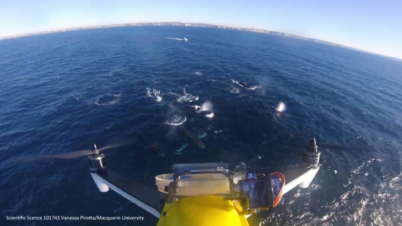 How scientists are monitoring whale health by using drones to collect their blow