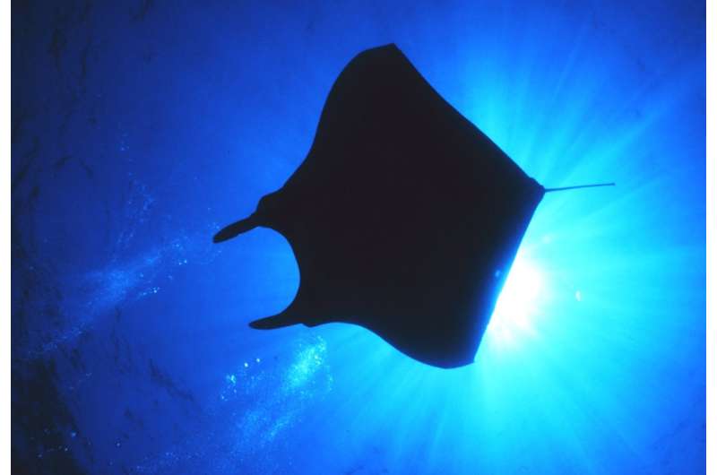 How the devil ray got its horns