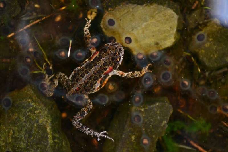 How tiny toads seize the day—and the weather conditions—for breeding