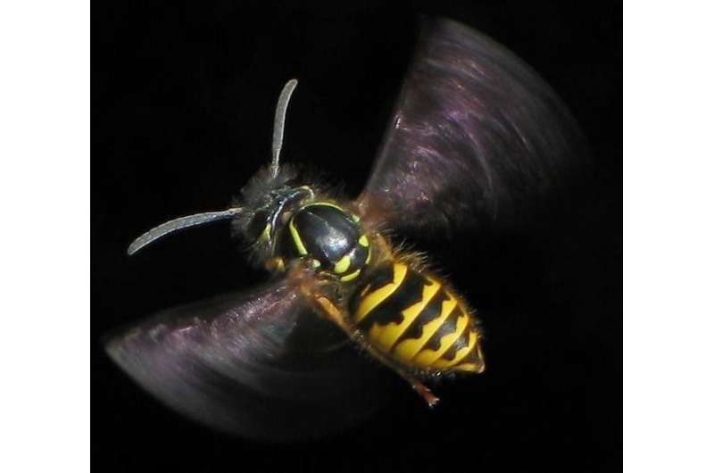 How wasp and bee stinger designs help deliver the pain