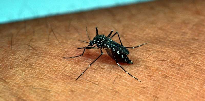 How we pinned down what attracts mosquitos that carry dengue fever
