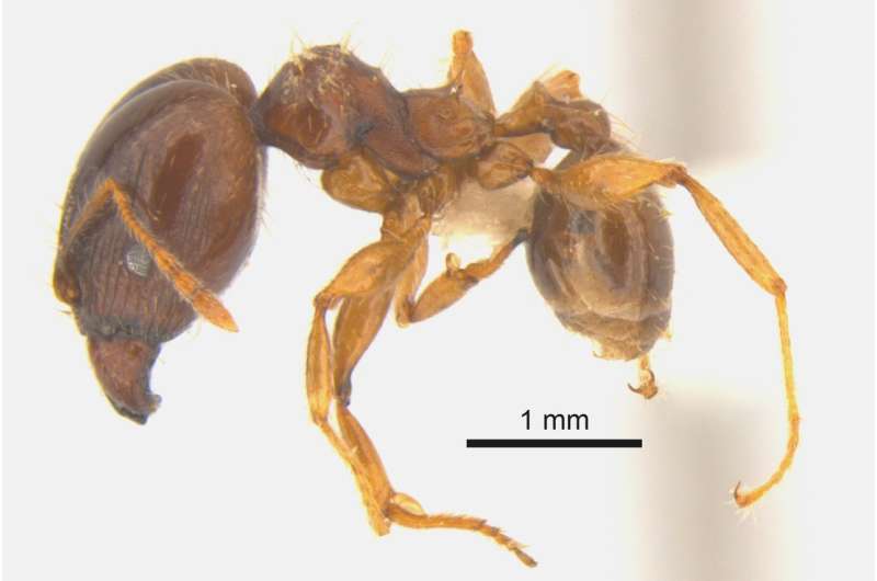 How we wiped out the invasive African big-headed ant from Lord Howe Island