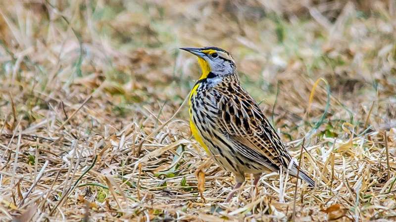 How will the winds of climate change affect migratory birds?