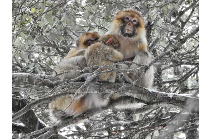 Huddling for survival: monkeys with more social partners can winter