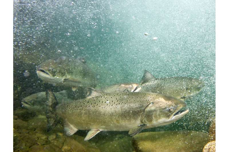 Human actions impact wild salmon's ability to evolve